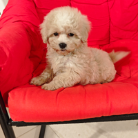 Maltipoo cucciolo maschio