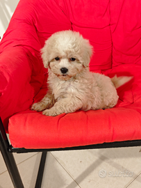 Maltipoo cucciolo maschio