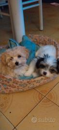Cucciole femmine di Maltipoo toy