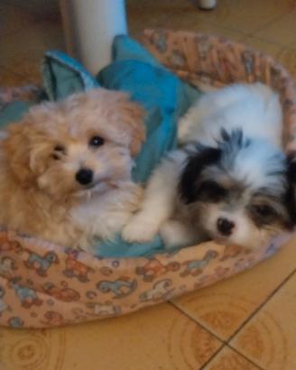 Cucciole femmine di Maltipoo toy