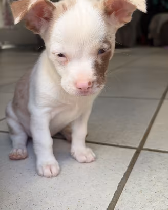 Chihuahua
