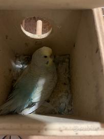 Pappagalli cocoriti colorati