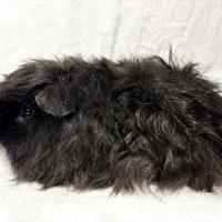 Cavie porcellini d'india