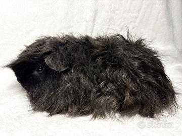 Cavie porcellini d'india