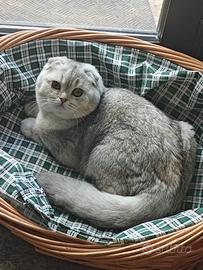 Scottish Fold