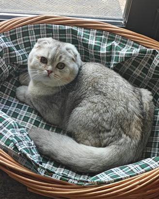 Scottish Fold