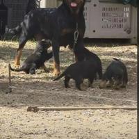 Due femmine rottweiler
