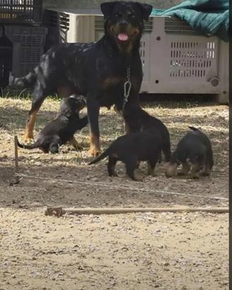 Due femmine rottweiler
