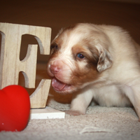 Cuccioli Passtore australiano Australian shepherd