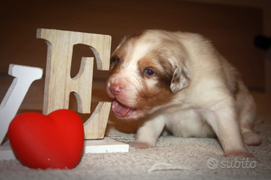 Cuccioli Passtore australiano Australian shepherd
