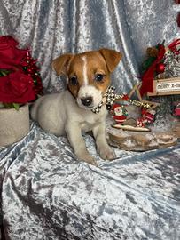 Jack Russell cuccioli