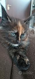 Cucciola Maine Coon con pedigree