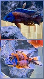 Ciclidi Malawi pesci acquario  Aulonocara 