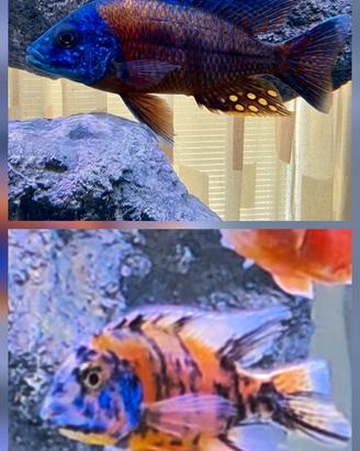 Ciclidi Malawi pesci acquario  Aulonocara 