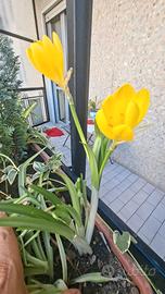 20 Bulbi fiori autunnali