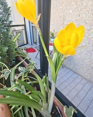 20 Bulbi fiori autunnali
