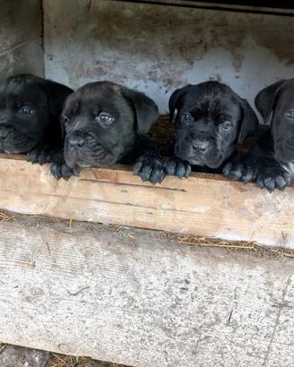 Cuccioli di Cane Corso originali