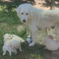 Ultimi 4 cuccioli di Maremmano abruzzese