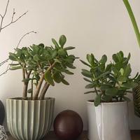 Pianta grassa + vaso x terrazzo o giardino, varie