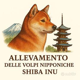 Cuccioli shiba inu