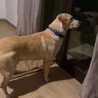 Labrador