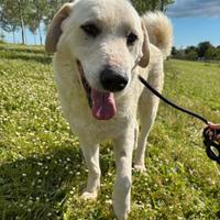 Biorn tranquillo cagnolone di taglia grande