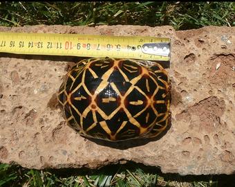 Geochelone Elegans