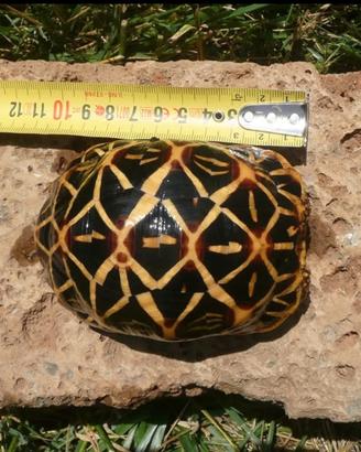 Geochelone Elegans