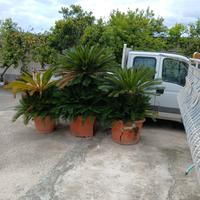 Piante cicas
