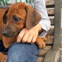 Cuccioli di razza Rhodesian Ridgeback