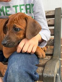 Cuccioli di razza Rhodesian Ridgeback