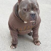 American bully poket