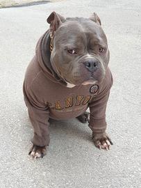 American bully poket