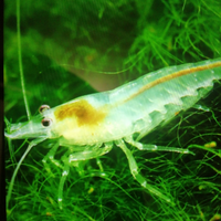 Gamberetti trasparenti acqua dolce ( italiani)