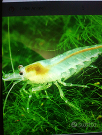 Gamberetti trasparenti acqua dolce ( italiani)