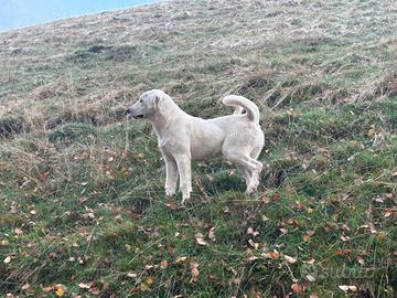 Cani da pastore turkmeni
