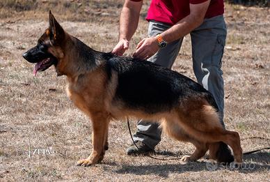 Pastore tedesco cucciolona