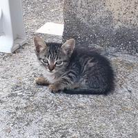 Gattino Tigrato cucciolo