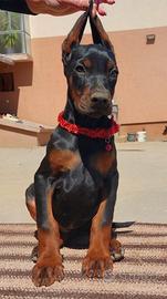 Dobermann