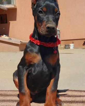 Dobermann