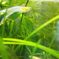 COPPIA Guppy japan red gold blue