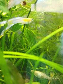 COPPIA Guppy japan red gold blue