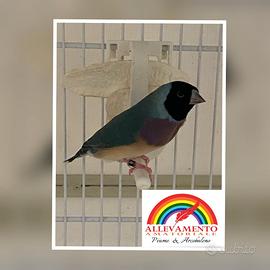 Diamanti di Gould