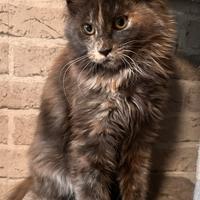 Maine Coon