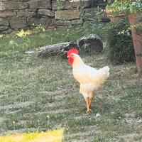 Gallo da riproduzione e da compagnia