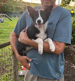 Cuccioli di Border Collie