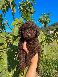 Cuccioli di barboncino pedigree