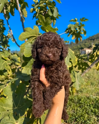Cuccioli di barboncino pedigree