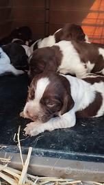 Springer spaniel inglese