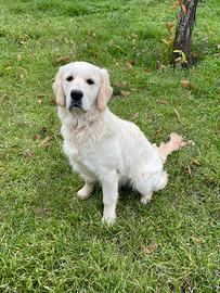 Cucciolona di Golden Retriever